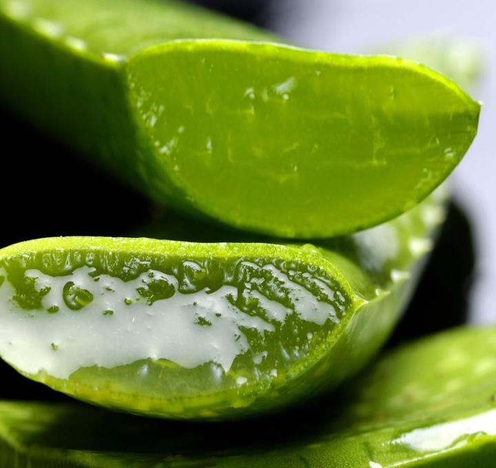 aloe-2163120_1920_0.jpg