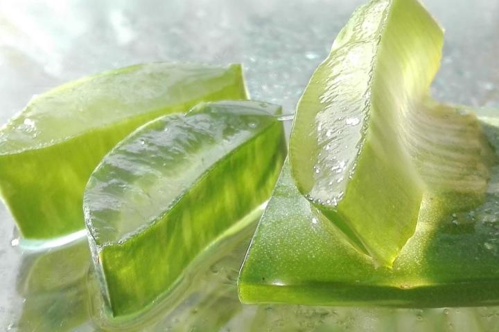 aloe-4268793_1280_0.jpg