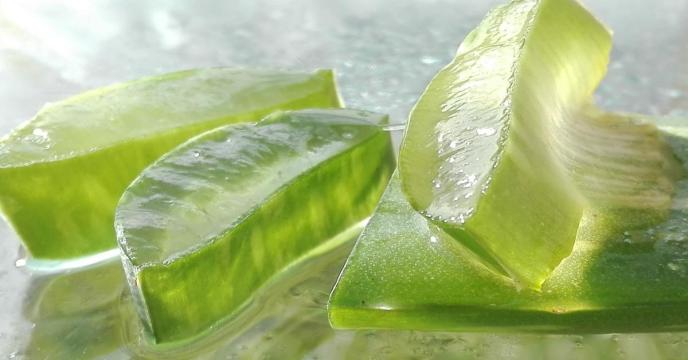 aloe-4268793_1920_0.jpg