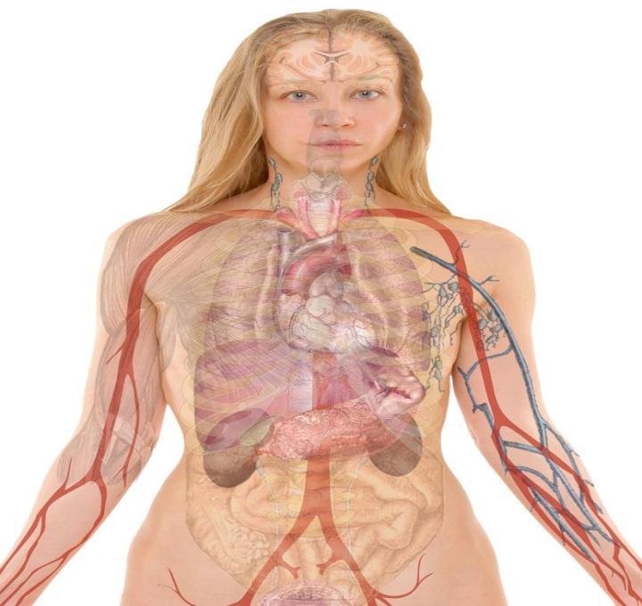 anatomy-254120_1280_0.jpg