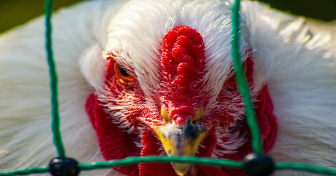 animal-g4ecb9f16d_1920_0.jpg
