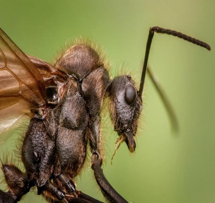 ant-1127650_1920_0.jpg