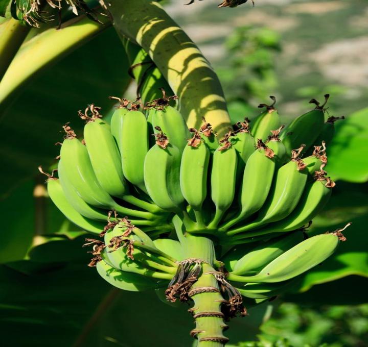 bananas-21686_1920_0.jpg