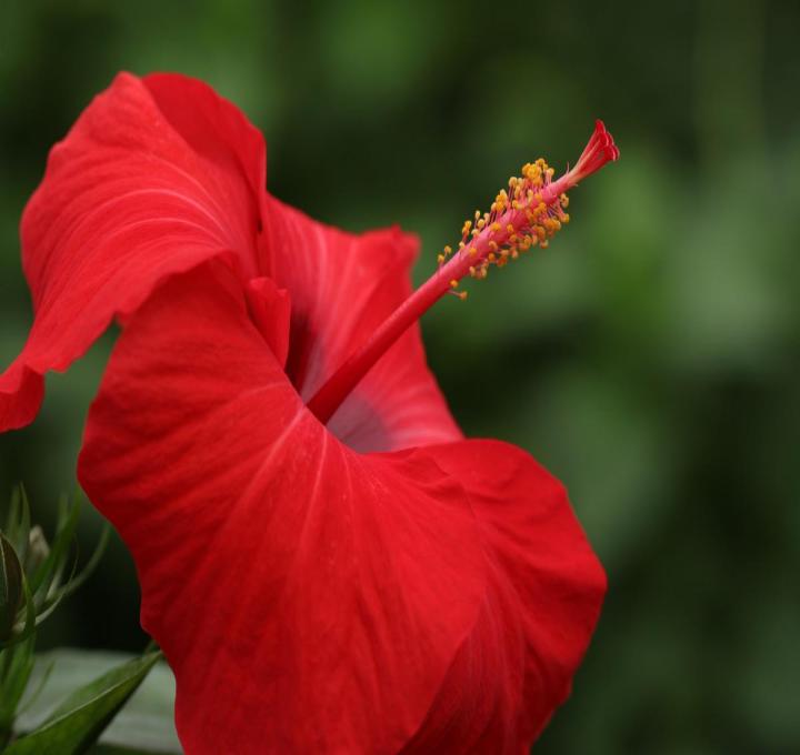 beautiful-flowers-7577002_1920_0.jpg