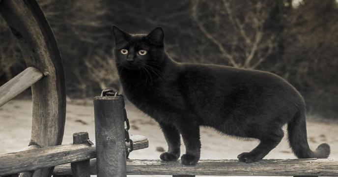 cat-gd5a1b8fc0_1920_0.jpg