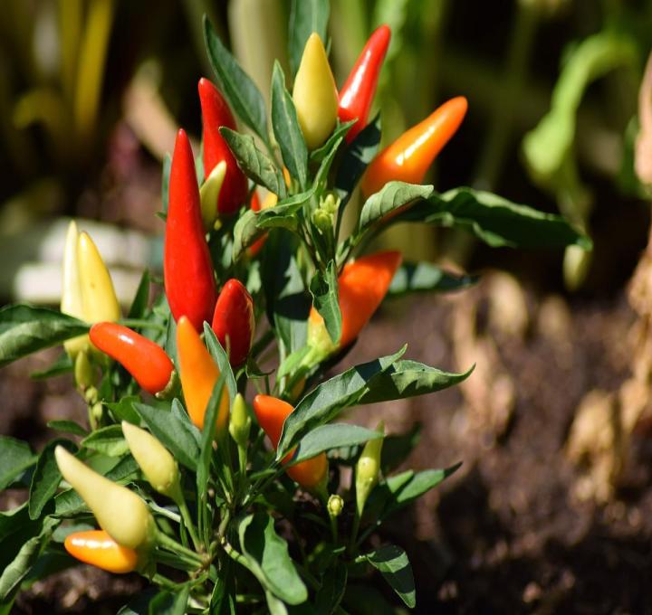 chili-pepper-gb7e73f7ef_1920_0.jpg