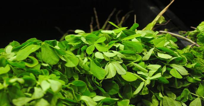 fenugreek-g1dba48b7a_1920_0.jpg