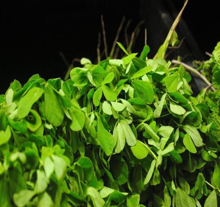 fenugreek-g679a919ae_1920_0.jpg