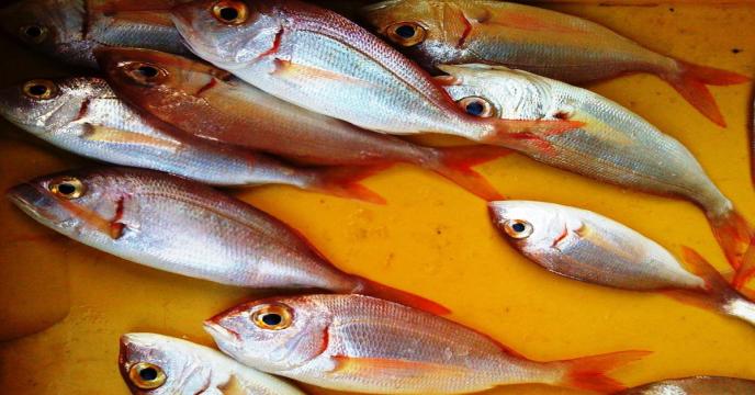 fish-gb9f927898_1920_0.jpg