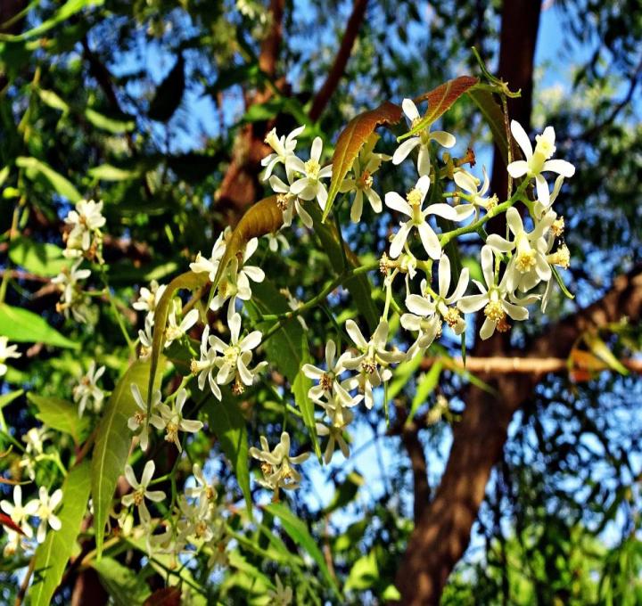 flower-gcf77f9fb8_1920_0.jpg