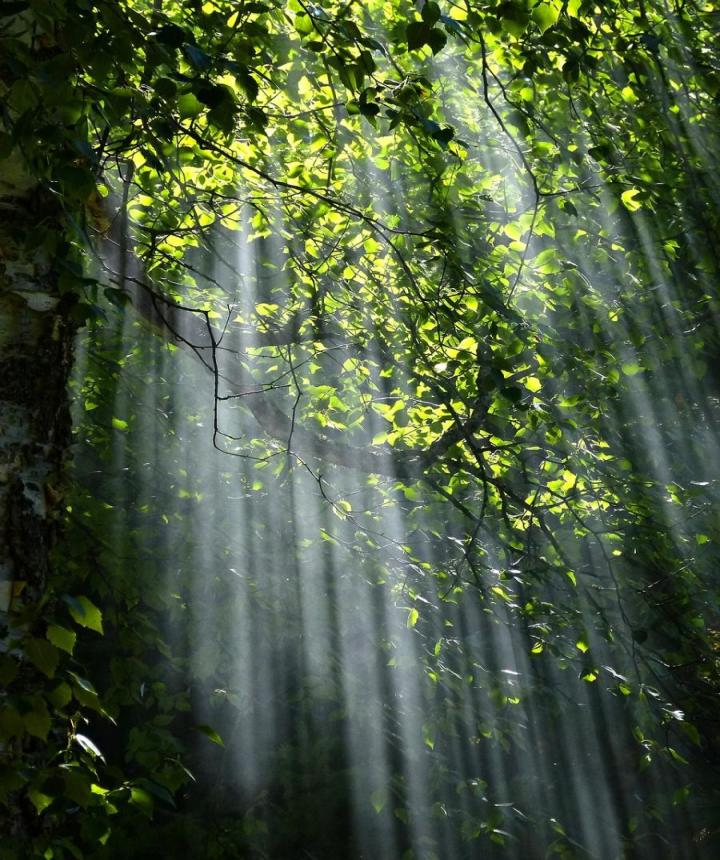 forest-g89a642aa8_1280_0.jpg