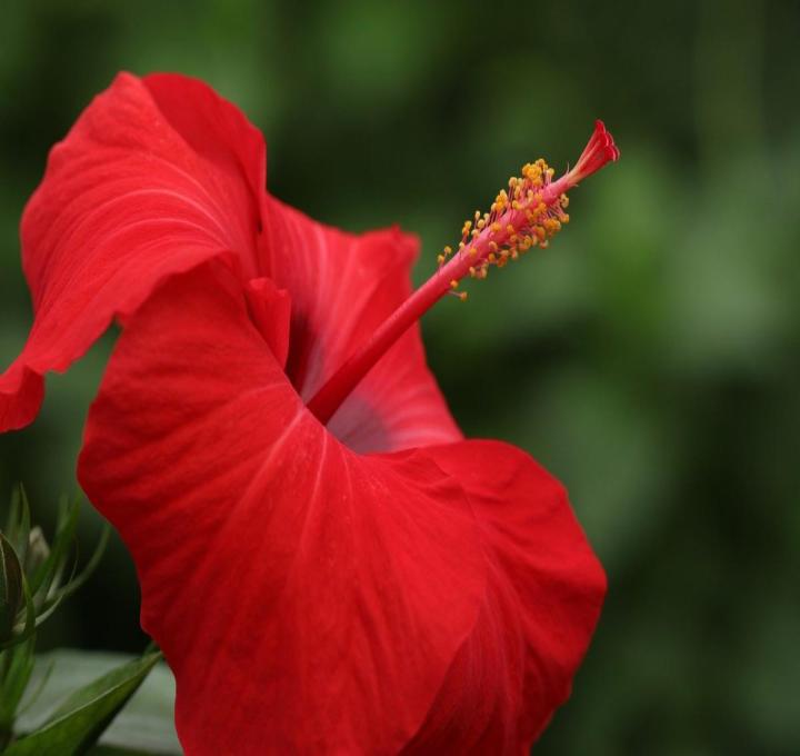 hibiscus-g67a058cb3_1280_0.jpg