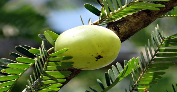 indian-gooseberry-g06672a4be_1920_0.jpg