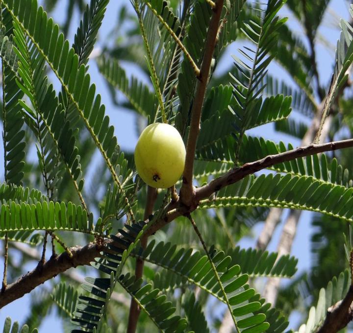indian-gooseberry-g4fa1ea5f9_1920_0.jpg