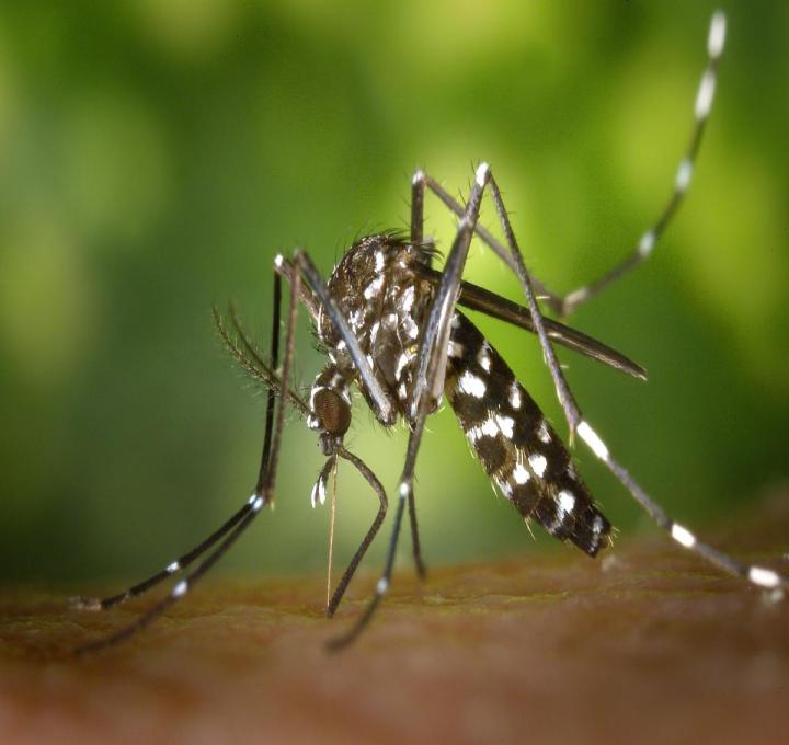 mosquito-g640ca98b6_1920_1_0.jpg