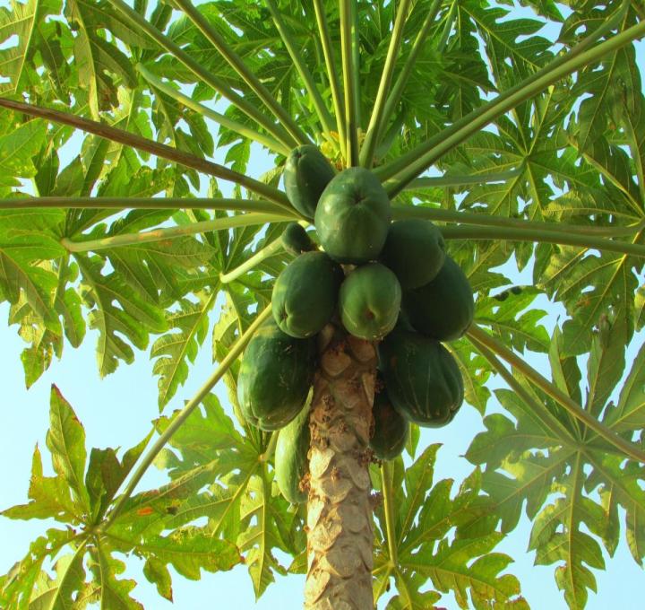 papaya-papaya-243241_1920_0.jpg