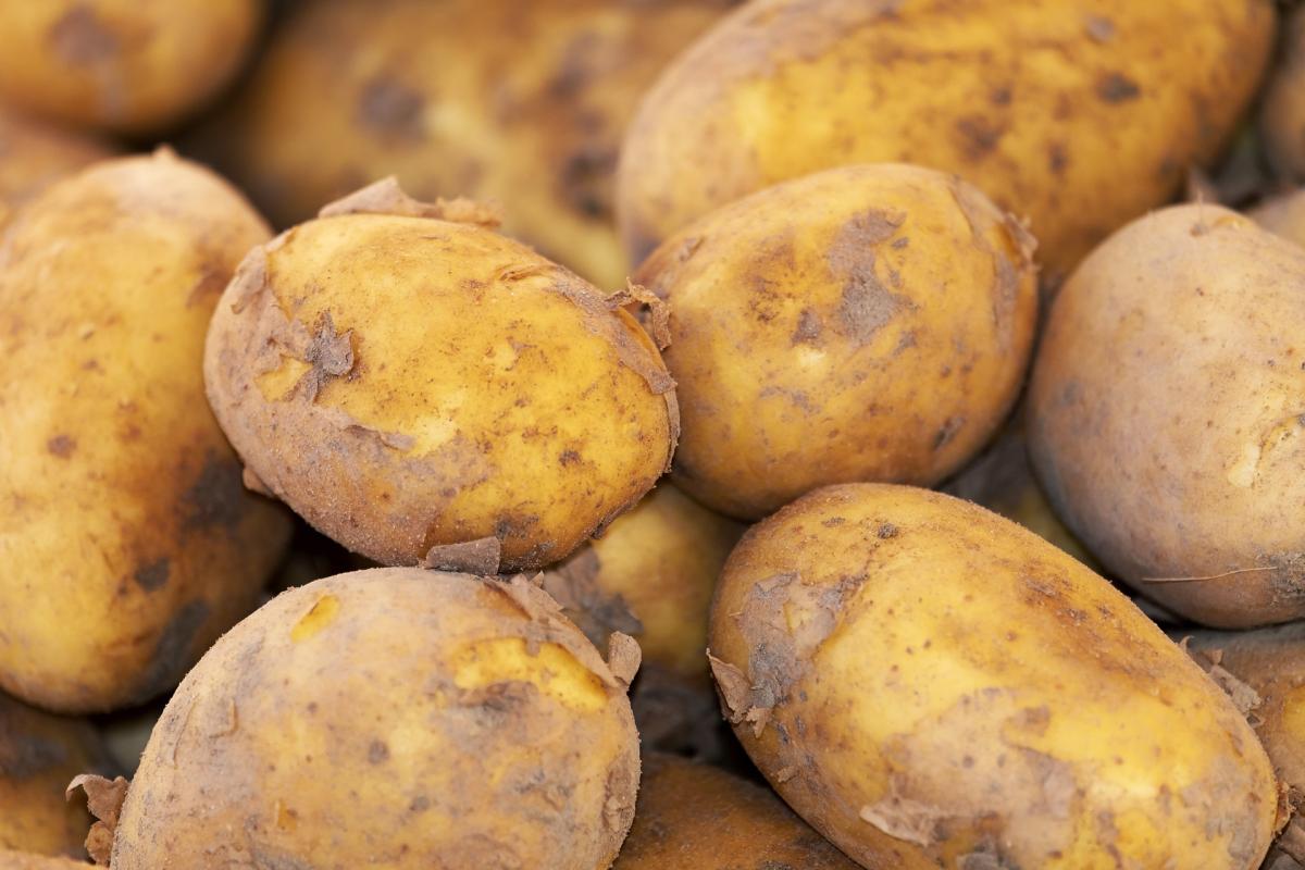 potato-gd17ad3cd5_1920.jpg