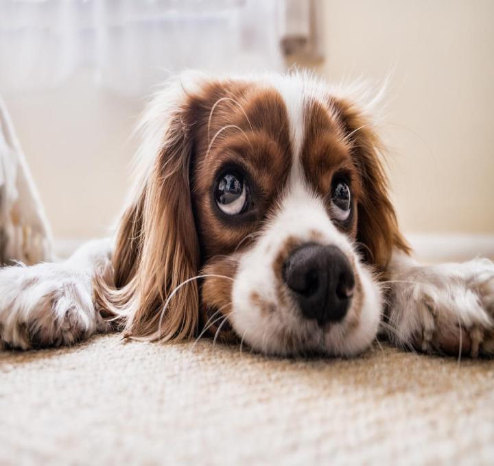 puppy-gdb819d9b3_1920_0.jpg
