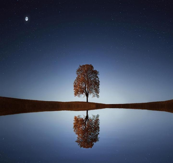 tree-838667_1280_0.jpg