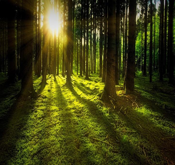 trees-gb4c1998a7_1920_0.jpg