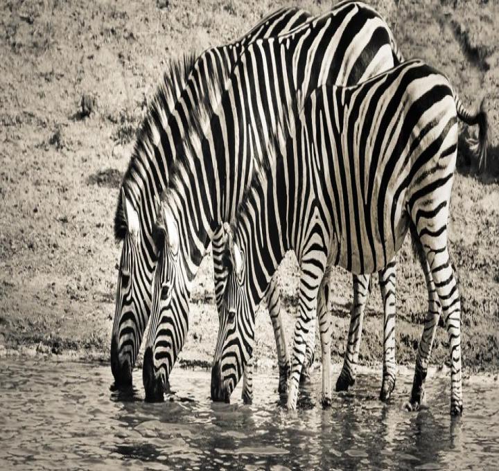 zebra-gaab0d3c2f_1280_0.jpg