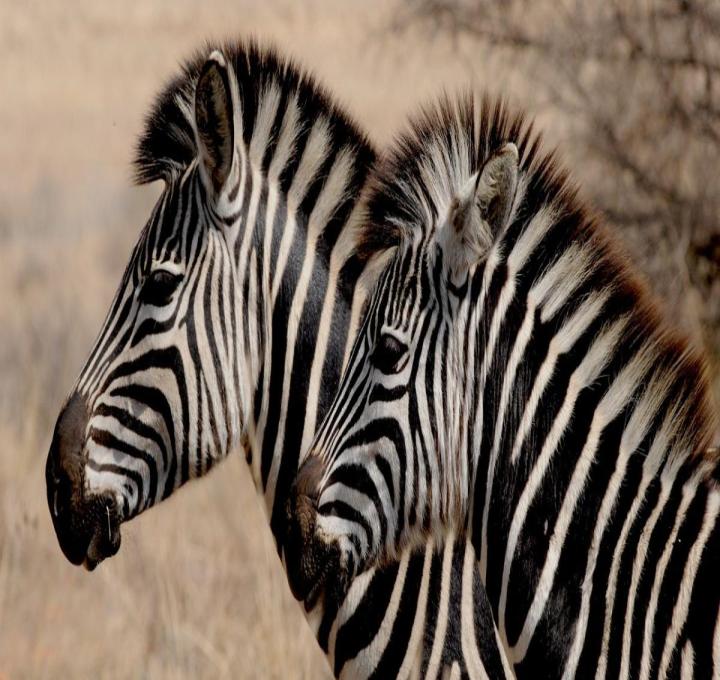 zebras-geb21314aa_1280_0.jpg